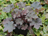 urawka Heuchera 'Afra'